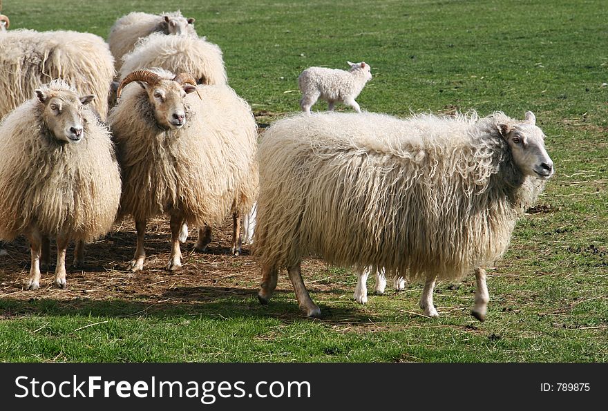 Flock of sheep with lamb in a green pasture looking at sheep walk by. Flock of sheep with lamb in a green pasture looking at sheep walk by