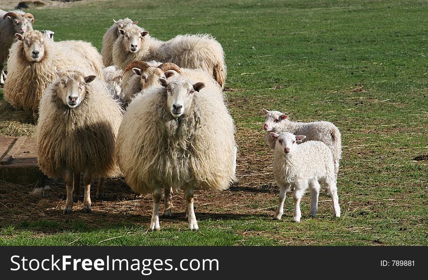 A flock of sheep with new born lambs staring at camera with a wondering look. A flock of sheep with new born lambs staring at camera with a wondering look