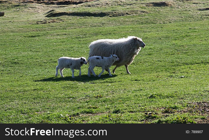 Sheep with 2 lambs in no hurry walking in a green field