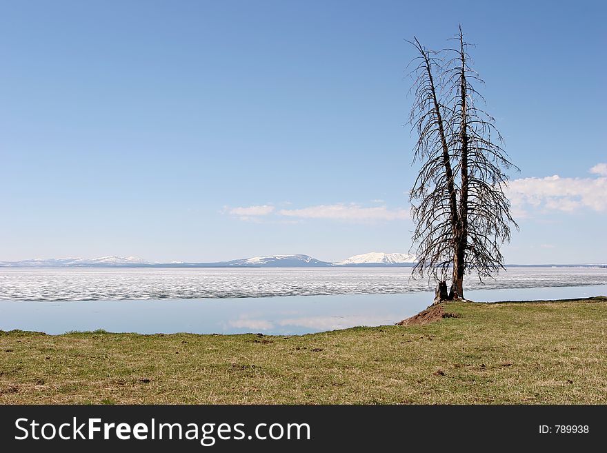 Bare tree on a hill overlooking yellowstone lake in spring. Bare tree on a hill overlooking yellowstone lake in spring