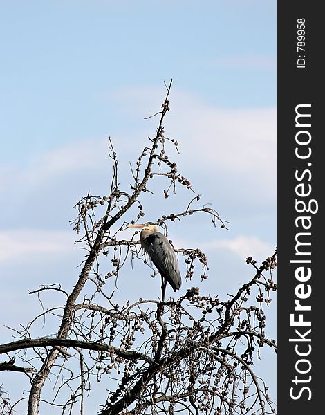 Great blue heron perched high up on a dead tree. grand tetons national park, wyoming. Great blue heron perched high up on a dead tree. grand tetons national park, wyoming.
