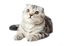 Scottish Kitten Lies On A White Background Stock Images Scottish Kitten Lies On A White Background Stock Images