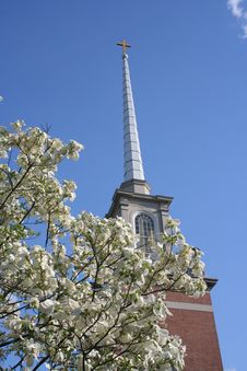Church Steeple Framed By Dogwood Royalty Free Stock Images Church Steeple Framed By Dogwood Royalty Free Stock Images