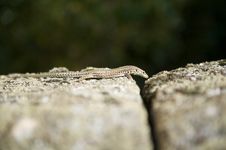 Small Lizard Stock Images Small Lizard Stock Images