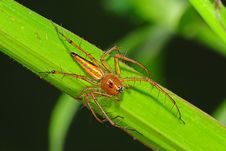Common Lynx Spider In The Park Royalty Free Stock Photo Common Lynx Spider In The Park Royalty Free Stock Photo