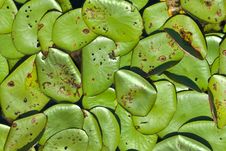Lily Pads Royalty Free Stock Photos Lily Pads Royalty Free Stock Photos
