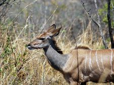 Kudu Antelope, South Africa Royalty Free Stock Image