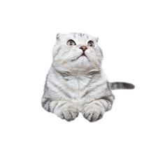 Scottish Kitten Lies On A White Background Stock Photography Scottish Kitten Lies On A White Background Stock Photography