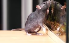 Rat Stock Photography