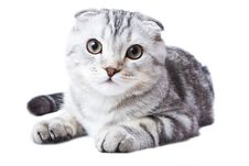 Scottish Kitten Lies On A White Background Stock Images Scottish Kitten Lies On A White Background Stock Images
