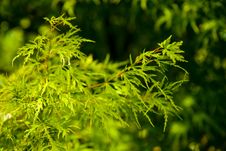 Green Leaves On Green Stock Photos Green Leaves On Green Stock Photos