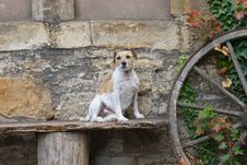 Dog Sits On A Bench Stock Photo
