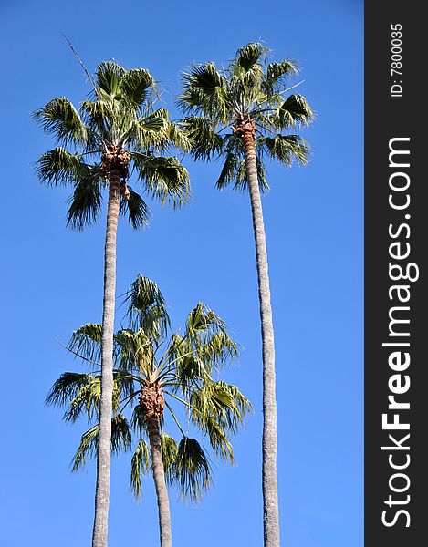 Isolated palm trees on a blue sky