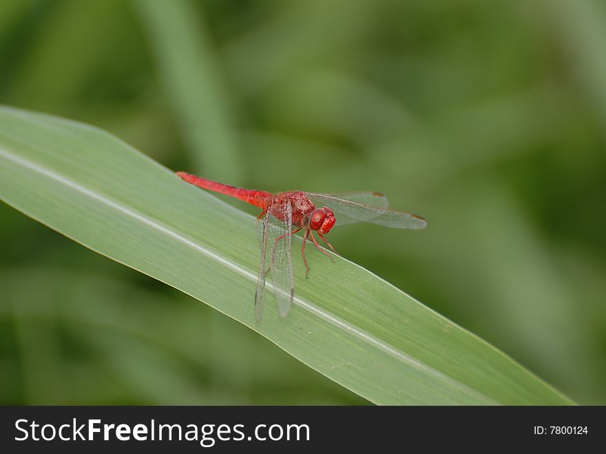 Red Dragon Fly sitting on green grass. Red Dragon Fly sitting on green grass