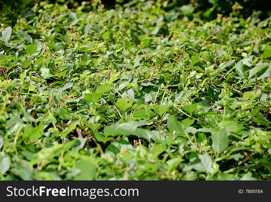 Nature green textured background image. Nature green textured background image