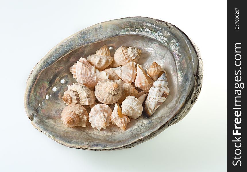 Shells In Abalone Shell