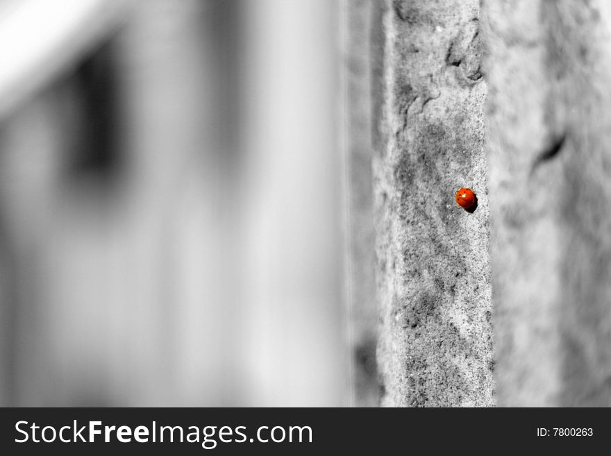 Small Ladybird