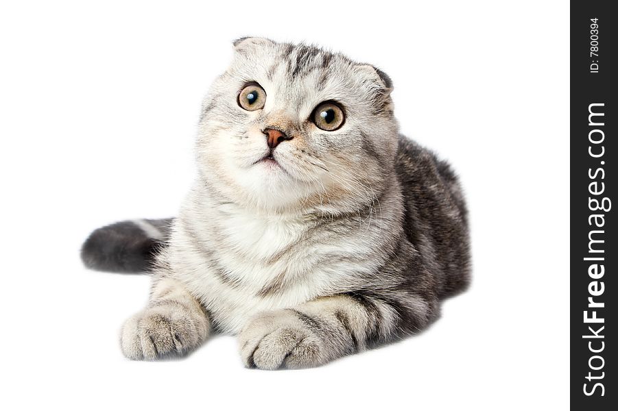 Scottish kitten lies on a white background