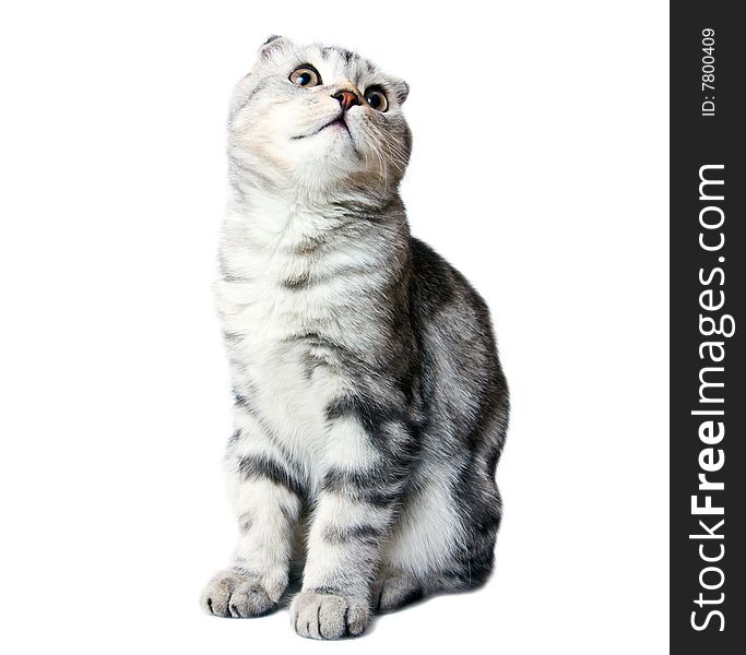 Scottish kitten on a white background