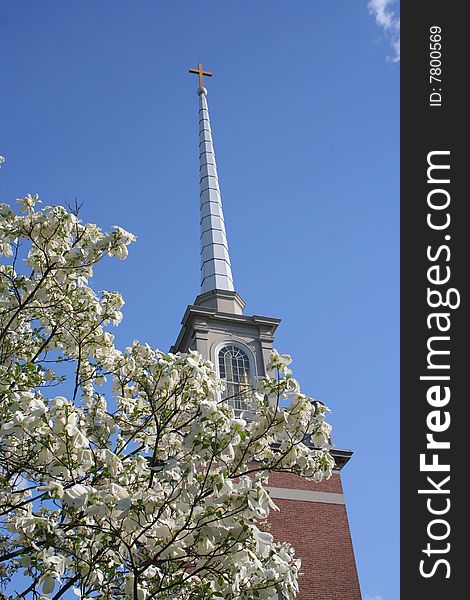 Church Steeple Framed By Dogwood