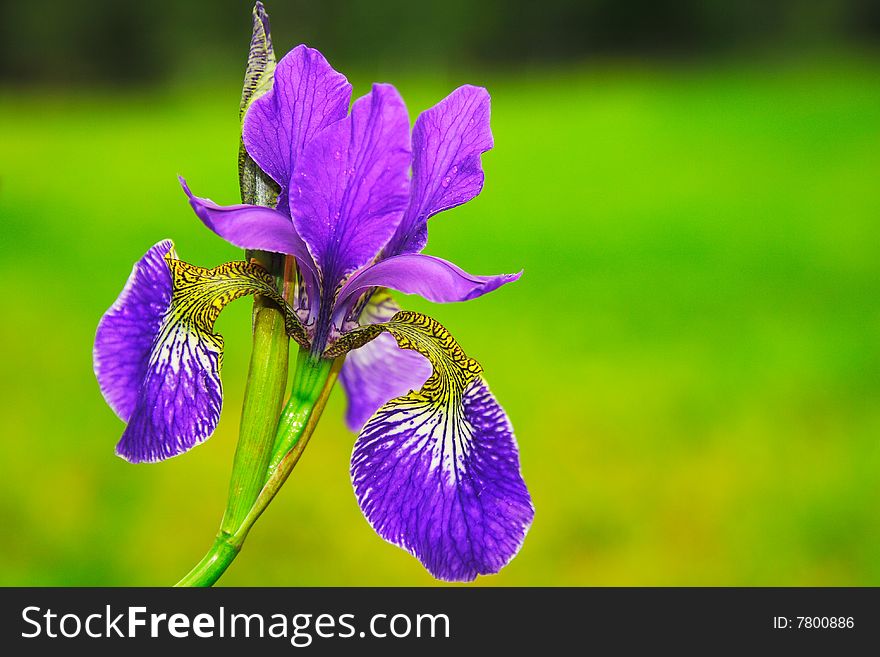 Beautiful purple iris on green background