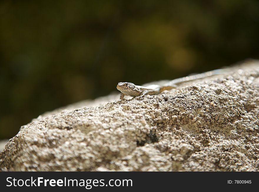Small lizard on stone at spain. Small lizard on stone at spain