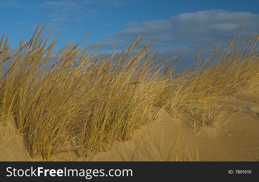Grass on the beach and blue sky in winter, panoramic. Grass on the beach and blue sky in winter, panoramic