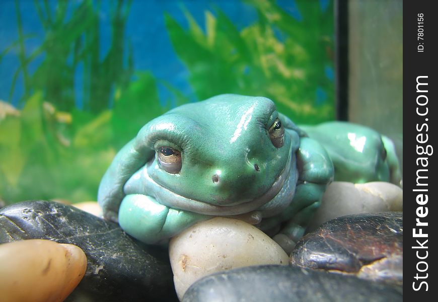 Blue frog in aquarium in zoo