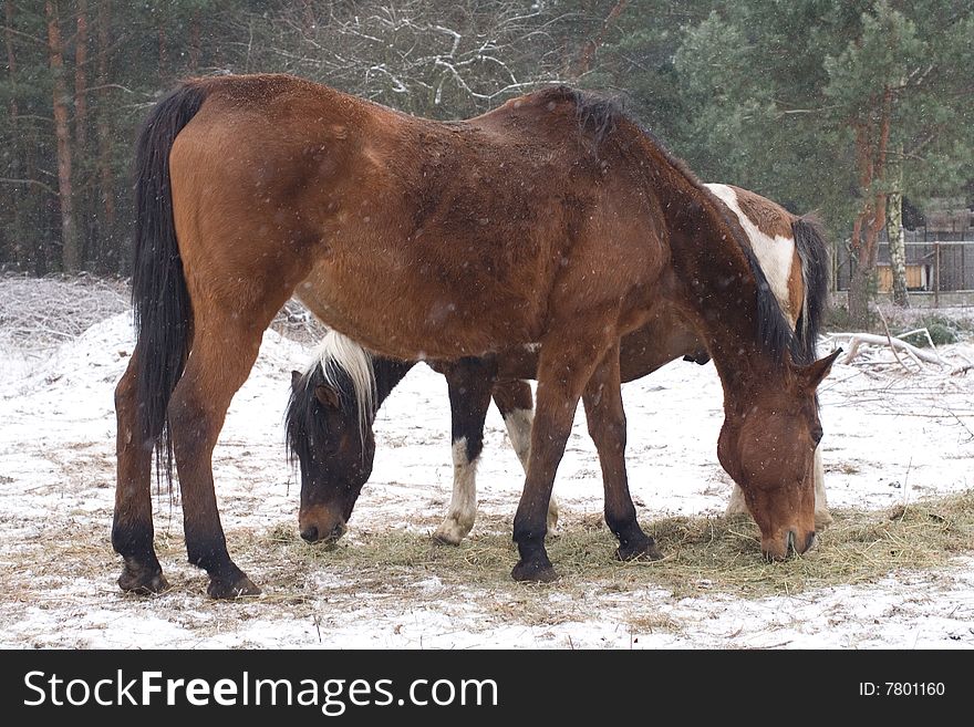 Horses put to graze in winter