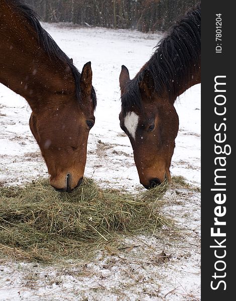 Horses put to graze in winter