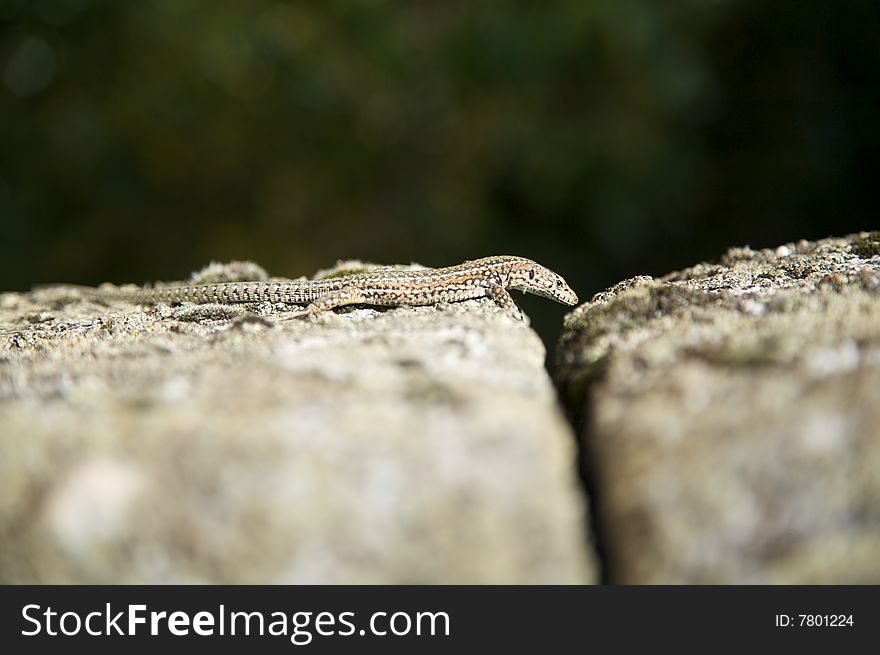 Small lizard on stone at spain