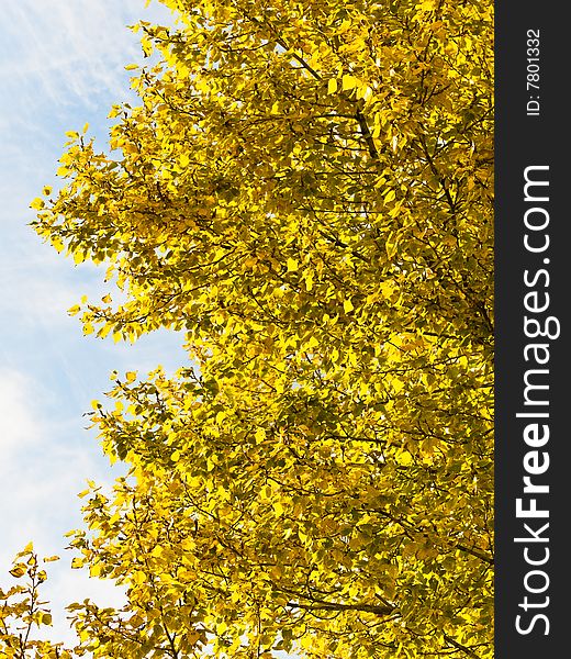 Yellow autumn leaves against cloudy sky. Yellow autumn leaves against cloudy sky