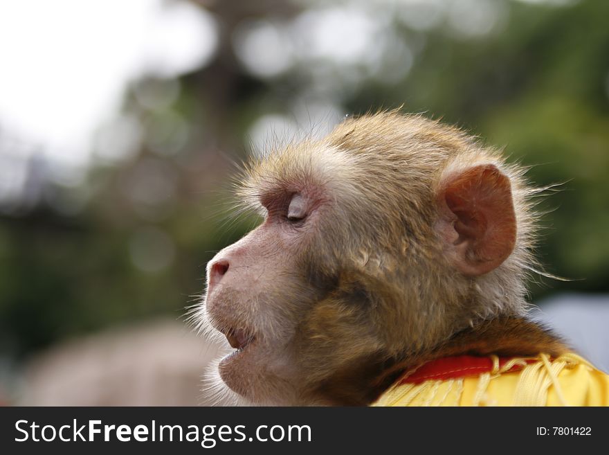 Thinking Monkey in a zoo of Shenzhen China.