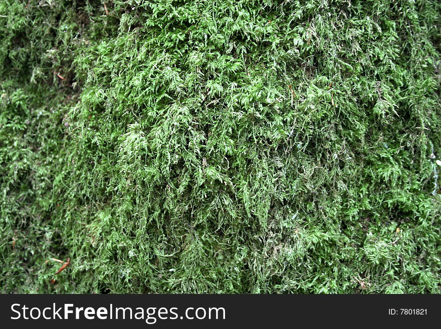 Carpet of moss forming green background texture