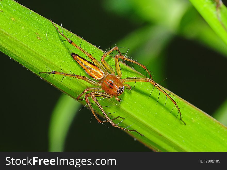 Common Lynx Spider In The Park