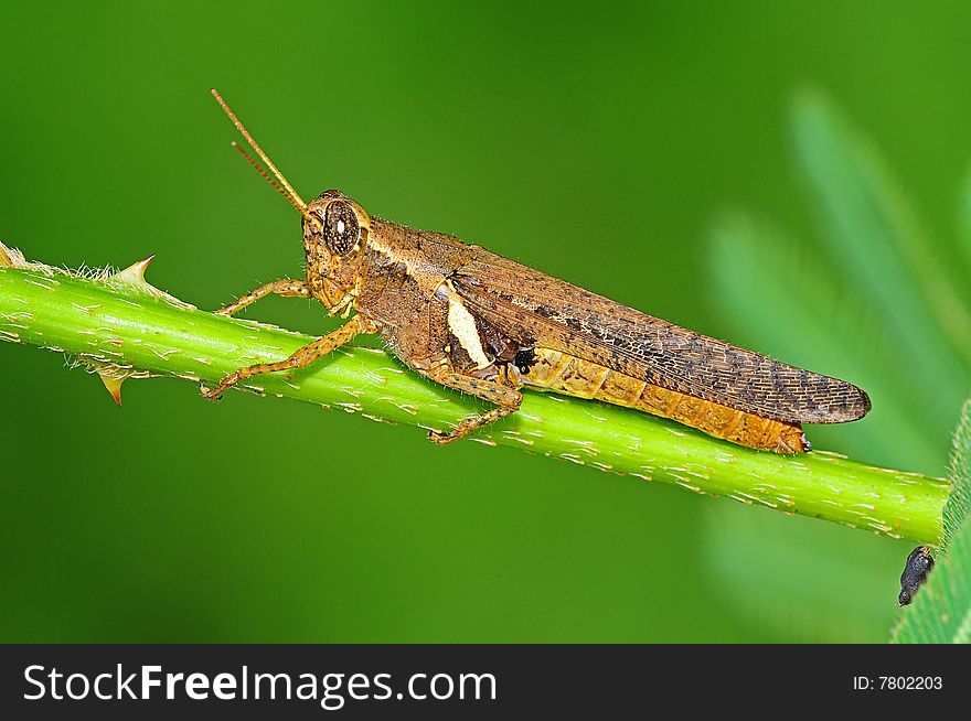 Brown grasshopper in the parks