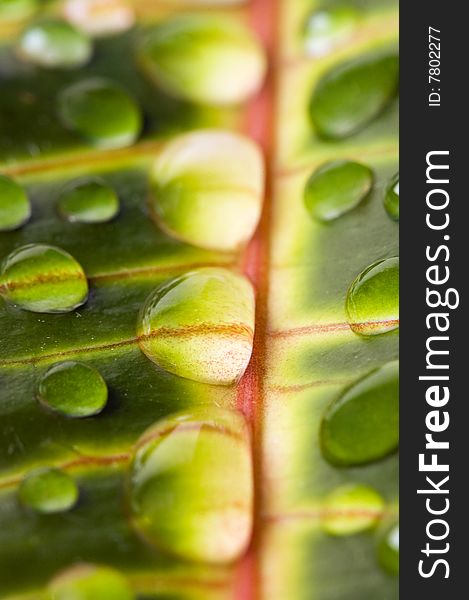 Water drops on the leaf (Shallow dof)