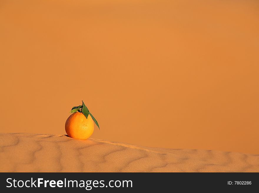 Orange on the dune in the Sahara desert
