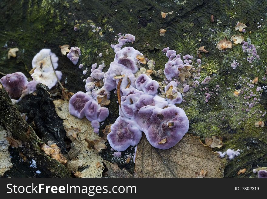 Fungi Chondrostereum purpureum in tree