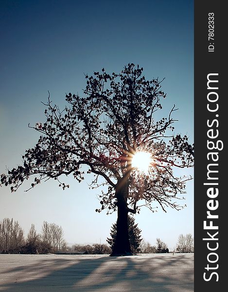 Individual tree on a snow-covered meadow with long shade and sunbeams. Individual tree on a snow-covered meadow with long shade and sunbeams.