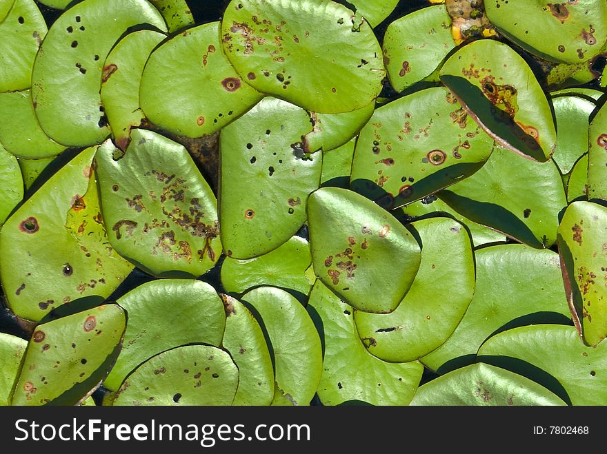 Lily pads captured close up.