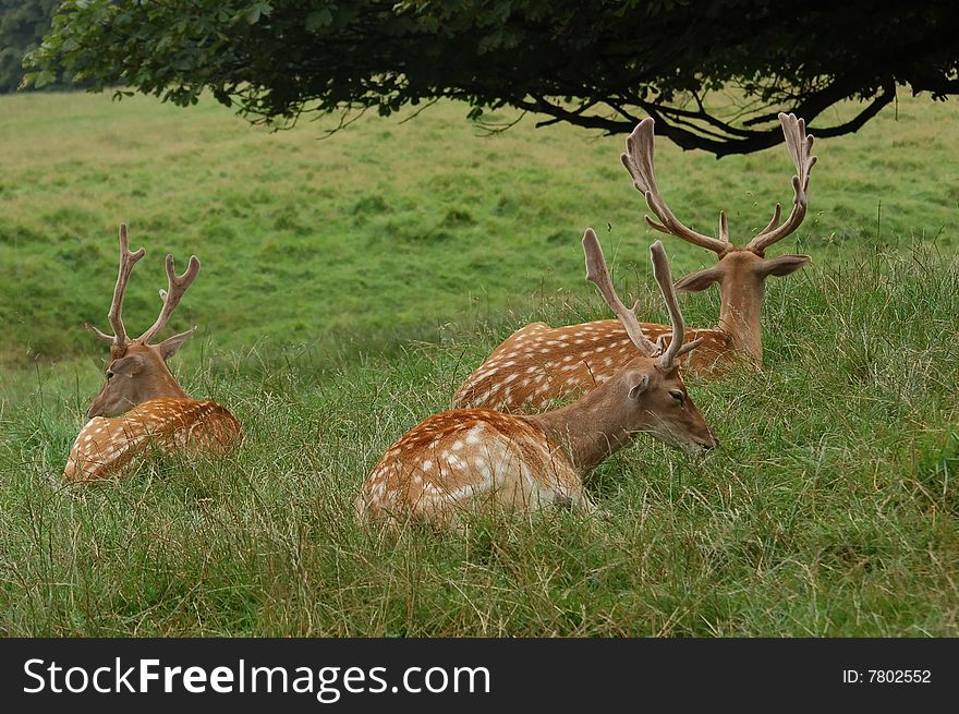 Lying fallow deer under a tree. Lying fallow deer under a tree.