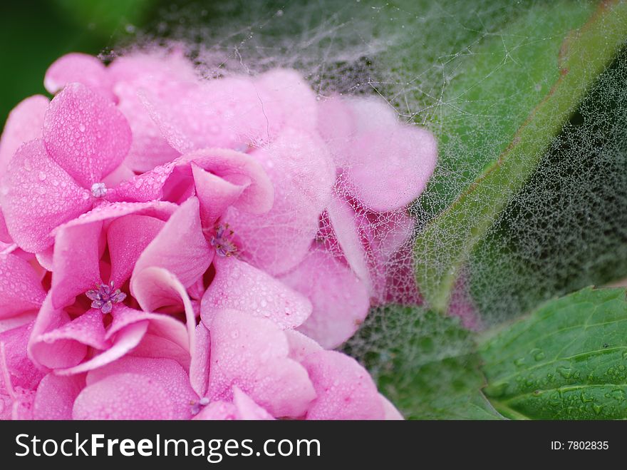 Pink hydrangea in dew