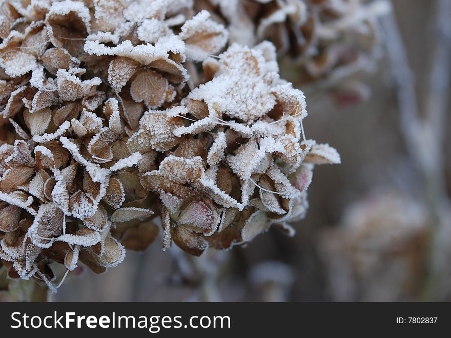 Hydrangea covered with winter snow. Hydrangea covered with winter snow