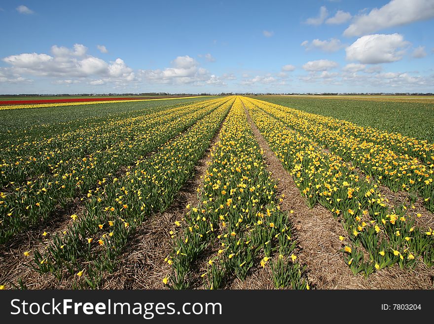 Landscapes of Holland: Field of yellow flowers