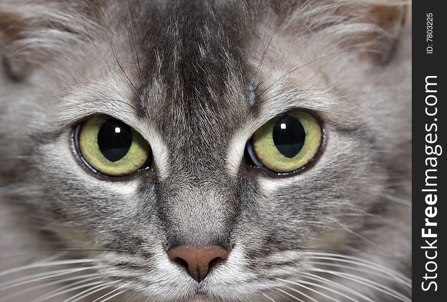 Closeup portrait of gray cat. Macro shot