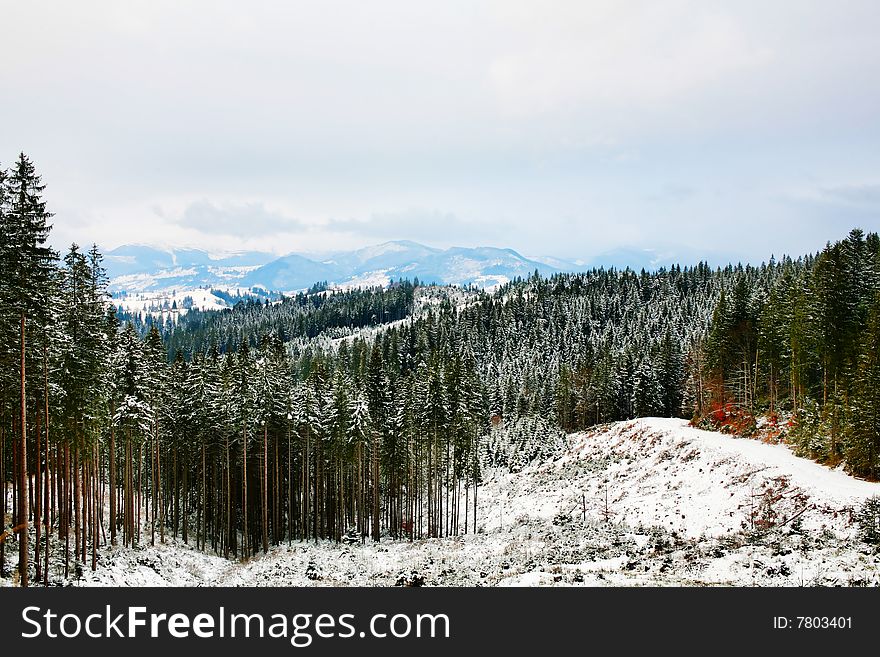 Stock photo: an image of winter forest in the mountains. Stock photo: an image of winter forest in the mountains