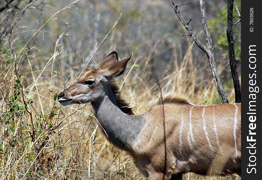 Kudu Antelope (Tragelaphus strepsiceros) in the Kruger Park, South Africa, during the dry season. Kudu Antelope (Tragelaphus strepsiceros) in the Kruger Park, South Africa, during the dry season.