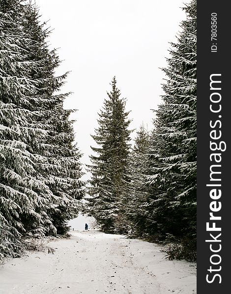 Stock photo: nature: an image of beautiful winter forest. Stock photo: nature: an image of beautiful winter forest