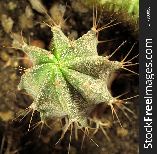 Green cactus astrophytum close up. Green cactus astrophytum close up